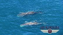 Whale Watching Scenic Flight - 40 Minutes  - Kaikoura